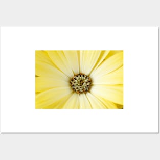 Osteospermum  Serenity Lemonade = 'Balserlem'  Serenity Series Posters and Art